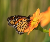 2020 09 13 LongFellowGardens 031